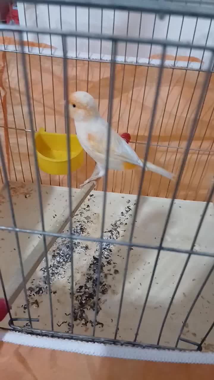 قناری نر پرتقالی یا موزاییکی بخوان|پرنده|قدس, شهرقدس|دیوار