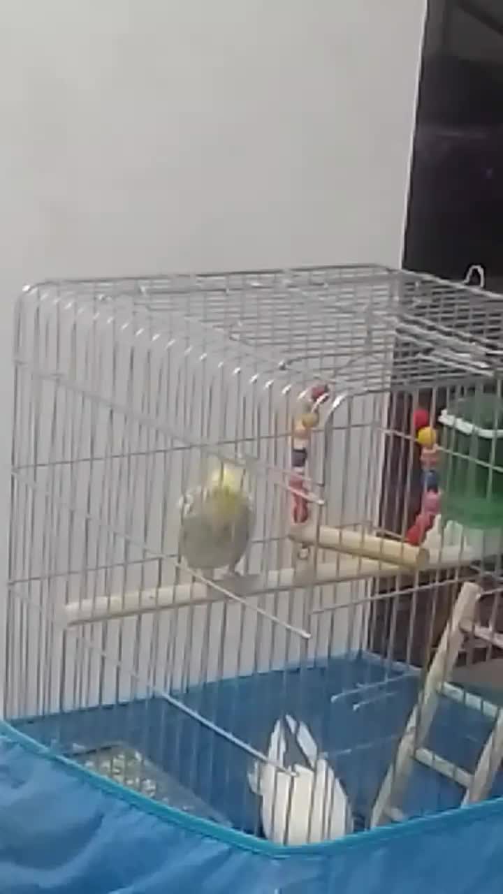 عروس هلندی|پرنده|اهواز, کوی صادقیه|دیوار