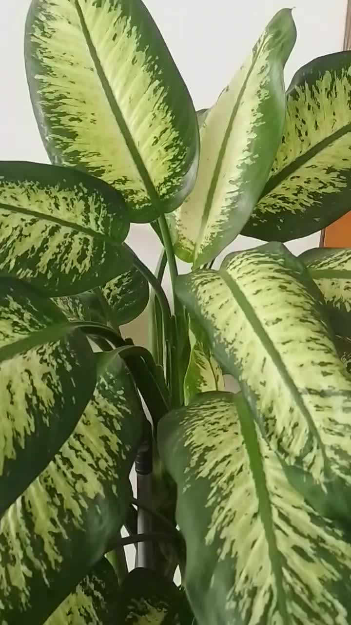 گل دیفن|گل و گیاه طبیعی|بانه, |دیوار