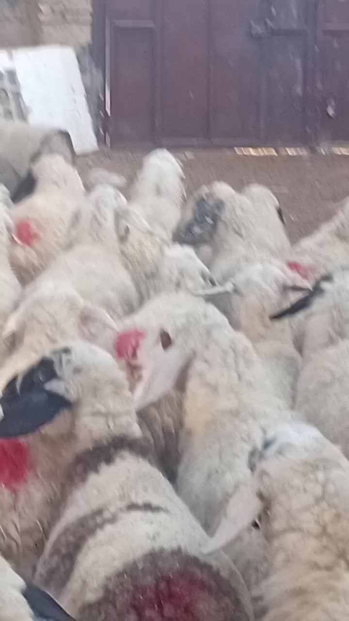 میش قلمه آباده ای ابستنمایه دار|حیوانات مزرعه|اقلید, |دیوار