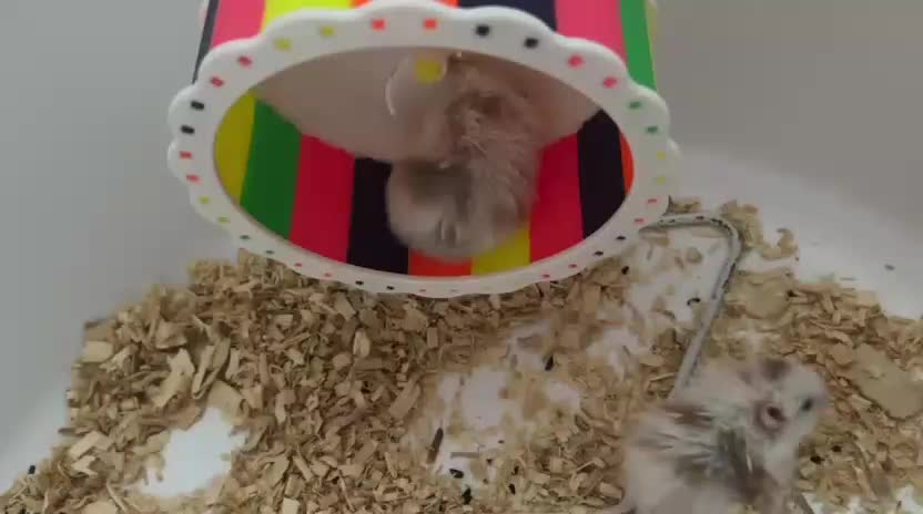 همستر|موش و خرگوش|ایلام, |دیوار