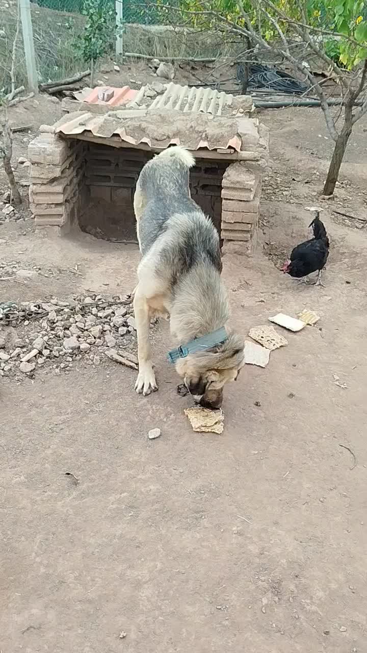پژدر|سگ|شوط, |دیوار