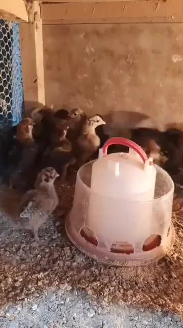 جوجه رسمی (گلپایگانی)|حیوانات مزرعه|تهران, مشیریه|دیوار