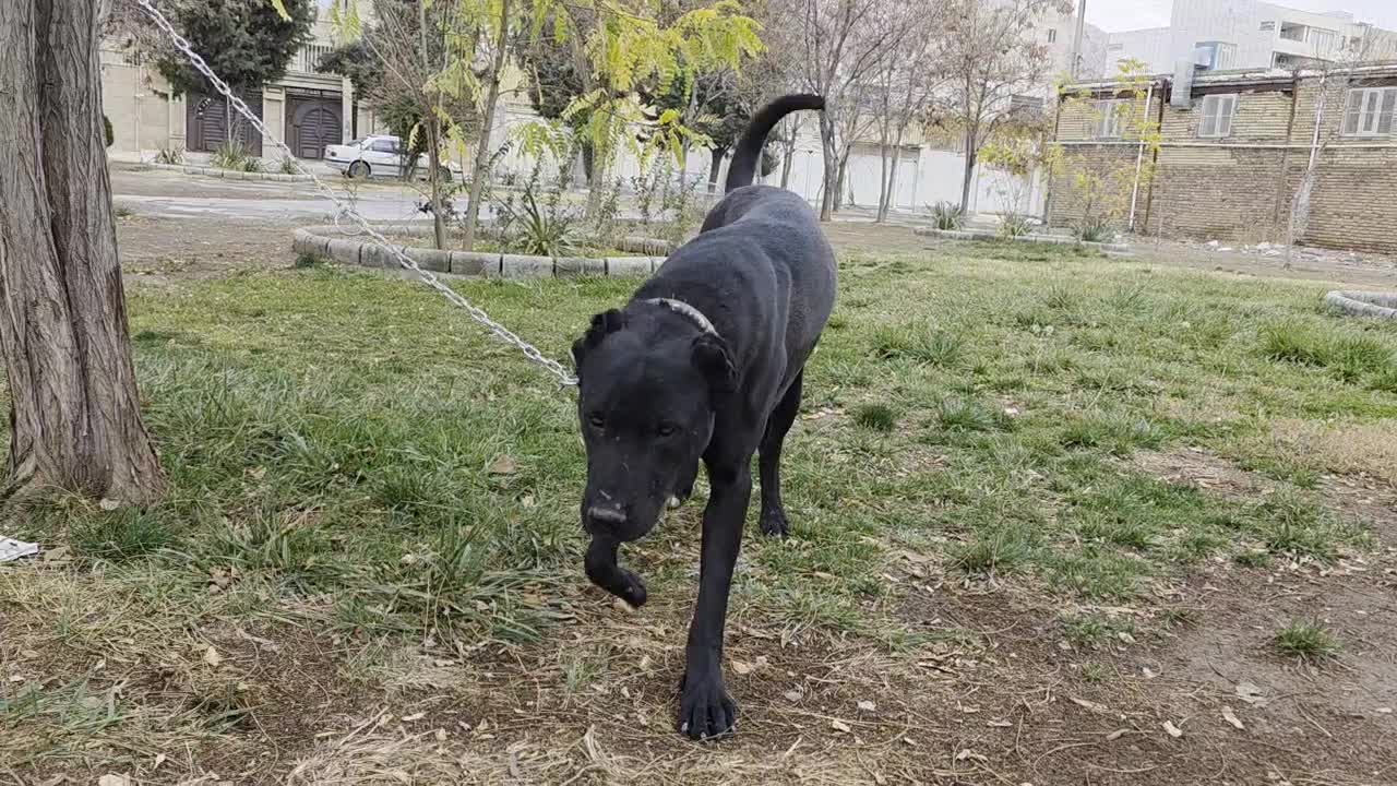 سگ سرابی|سگ|کرمانشاه, |دیوار