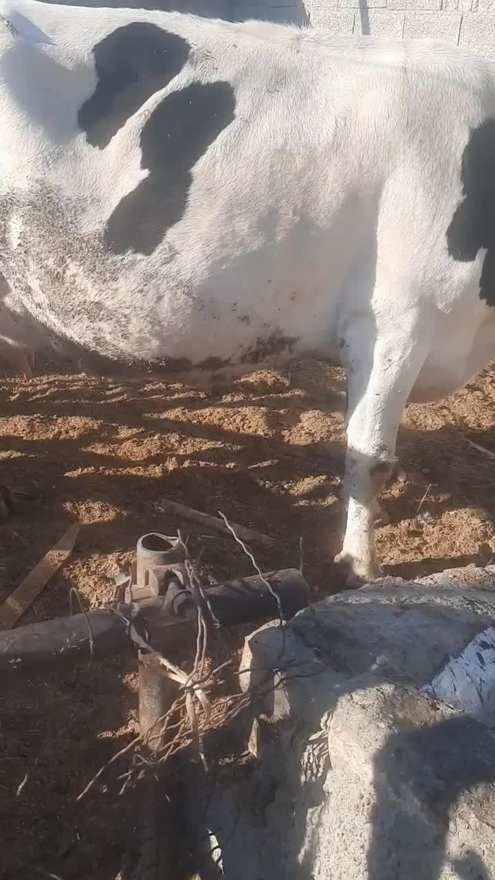 ۱راس گاو ۸ماه ابستن|حیوانات مزرعه|محمدشهر, عباس آباد|دیوار