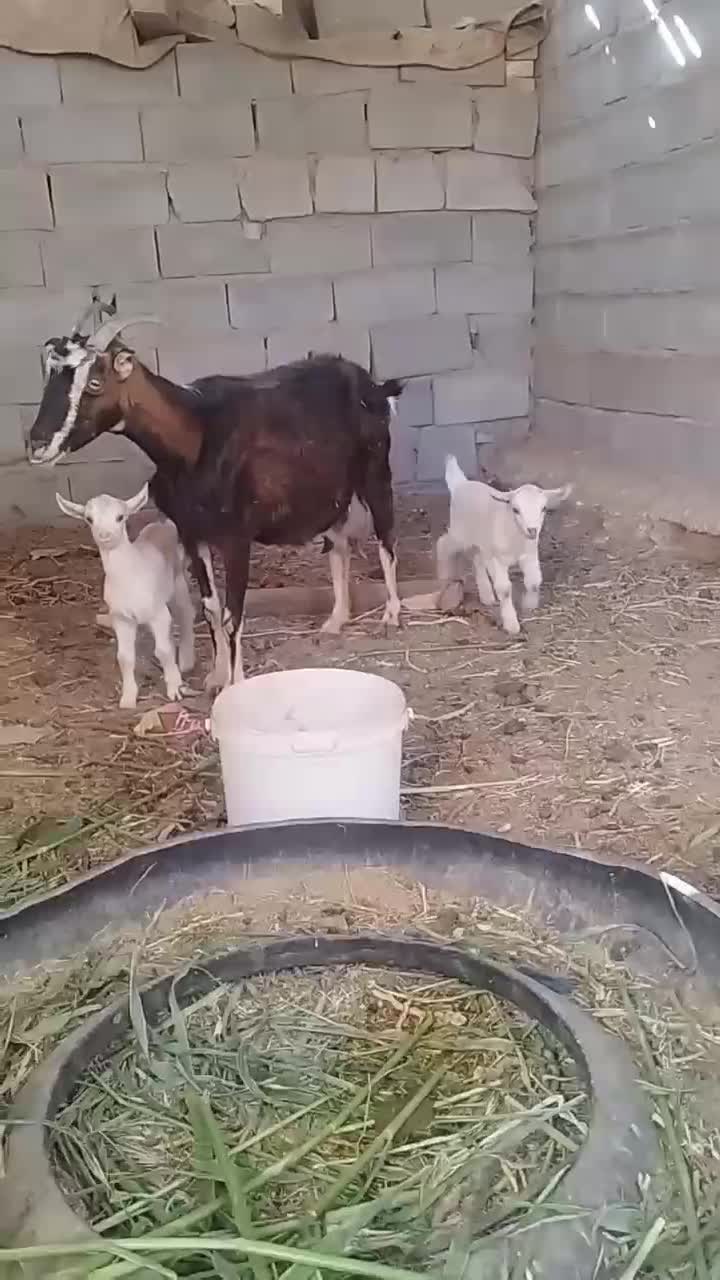 بز الپاین بادوبزغاله ماده|حیوانات مزرعه|مشهد, آبکوه|دیوار