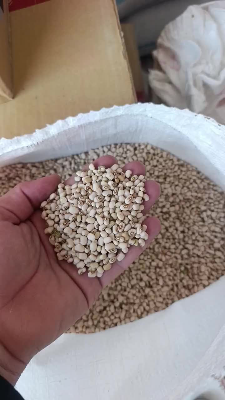 لوبیا پلو ریز نو و درجه یک|عمدهفروشی|قیروکارزین, |دیوار