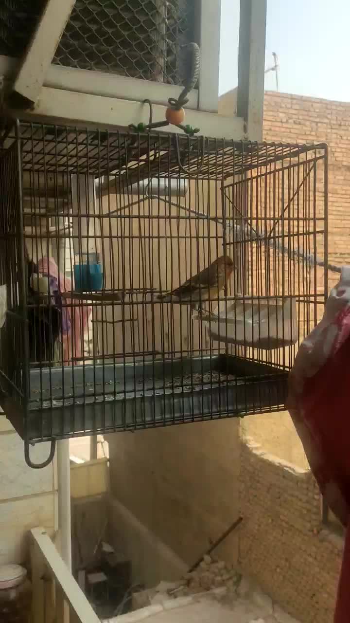 سهره قناری با قفس|پرنده|تهران, شکوفه (عبدل آباد)|دیوار