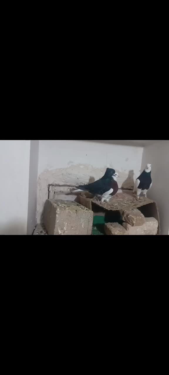 کبوتر|پرنده|اسفراین, |دیوار