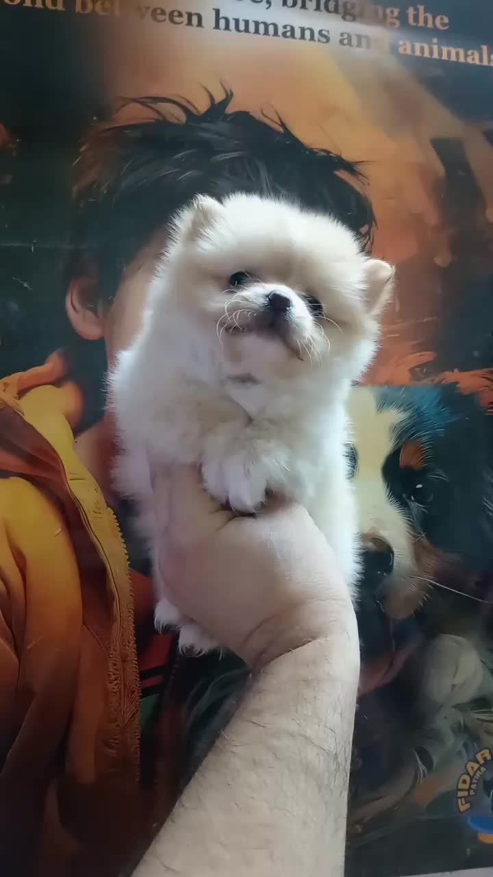 پامر، شی واوا، فرنچ بولداگ و پودل|سگ|اصفهان, همتآباد|دیوار