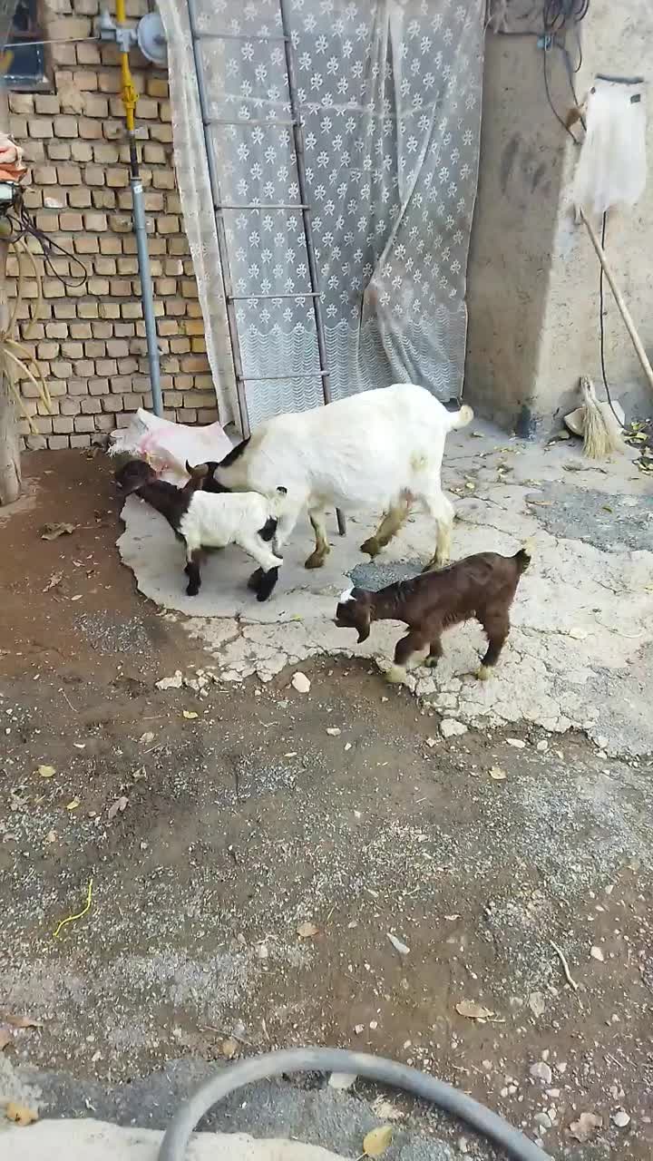 بز جوان|حیوانات مزرعه|بلبان آباد, |دیوار