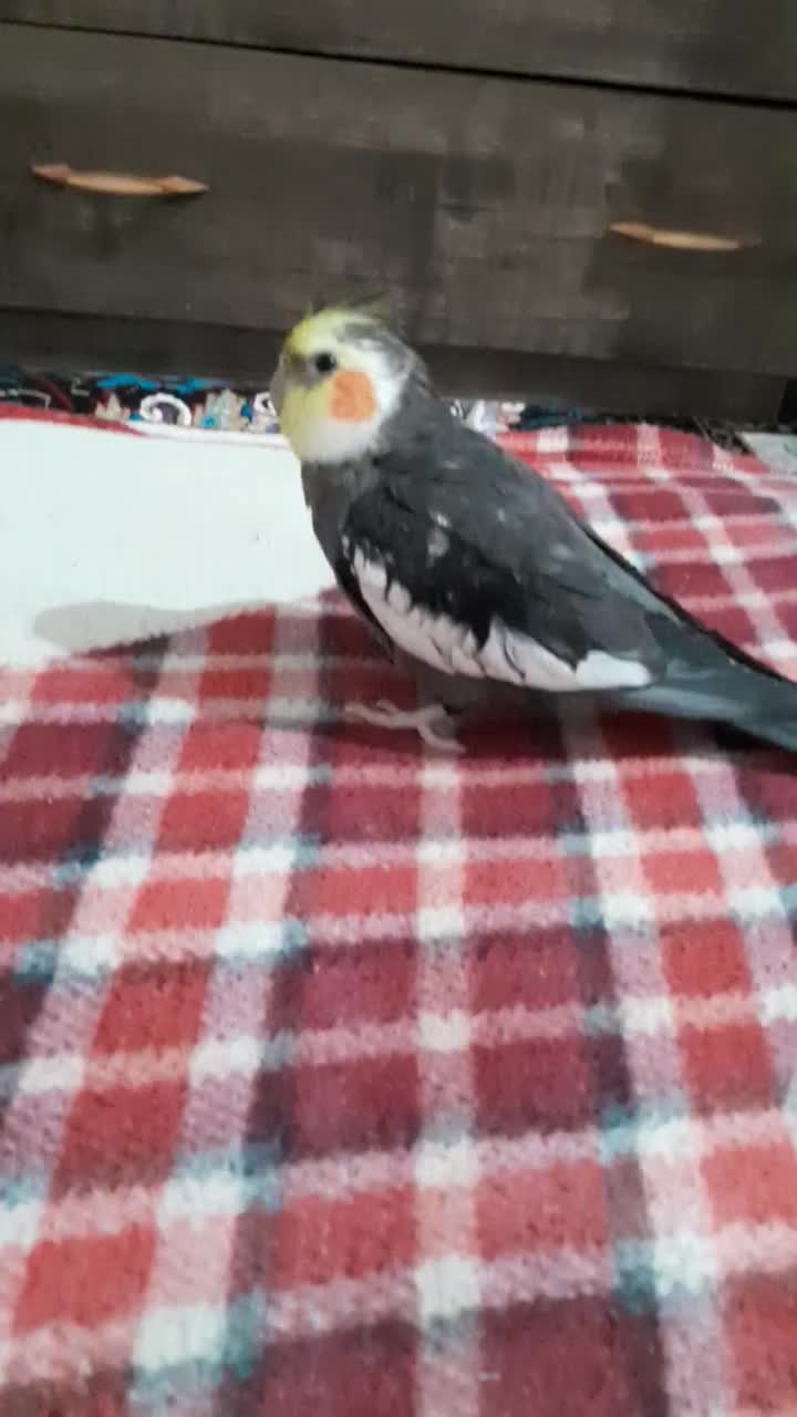 گمشده عروس هلندی|حیوانات|بوشهر, |دیوار