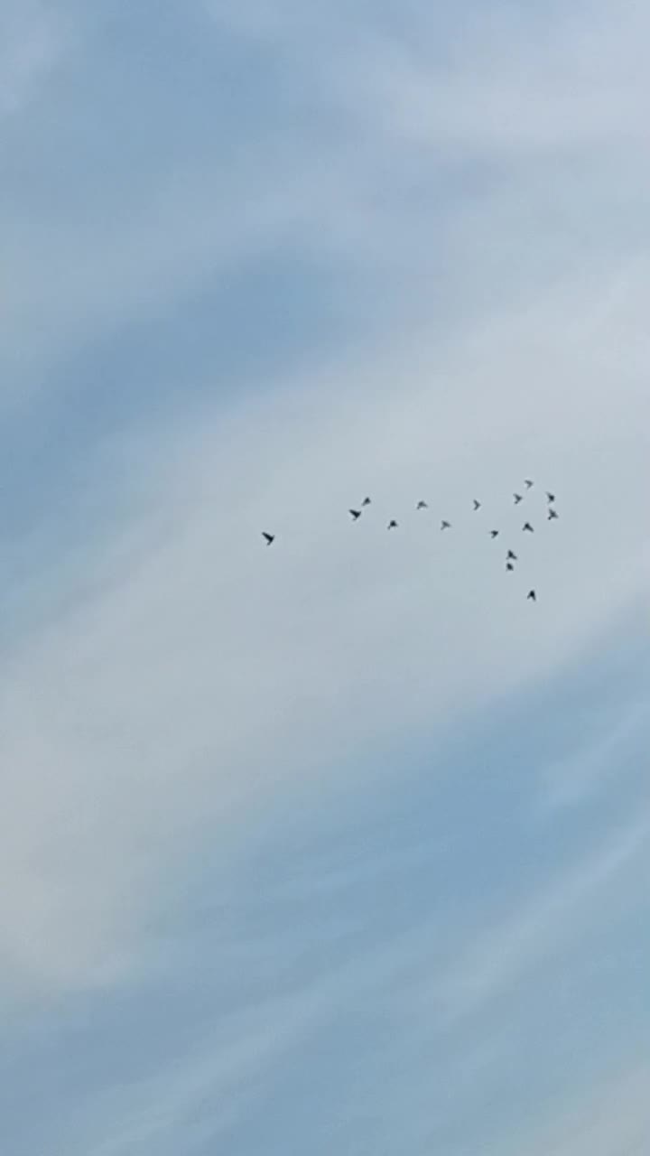 یک لانه کبوتر|پرنده|نقده, |دیوار