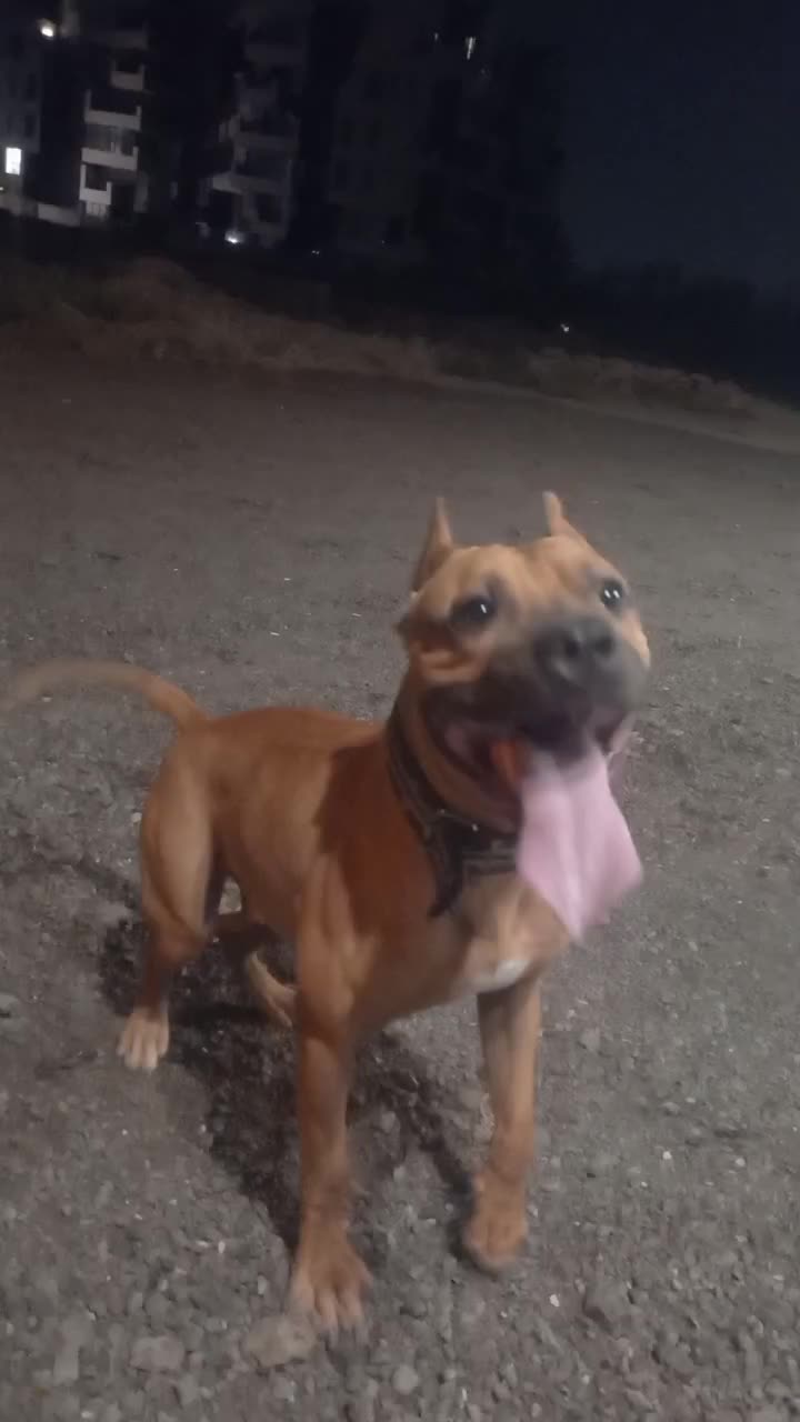 پیتبول نر اصیل آماده کشش|سگ|کرج, ساماندهی|دیوار