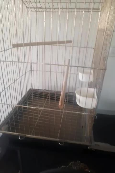 قفص طلایی پرنده عروس هلندی دکوری|لوازم جانبی حیوانات|رباطکریم, شترخوار|دیوار