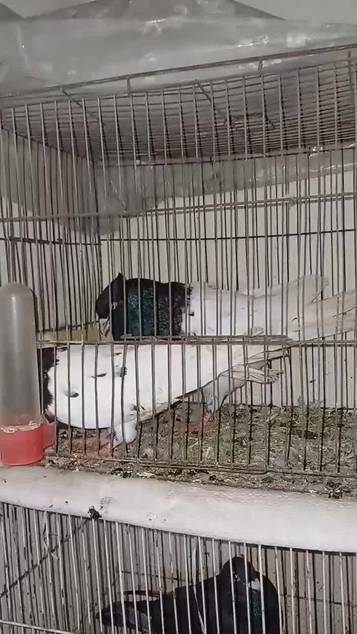 کبوتر کله|پرنده|گرگان, |دیوار