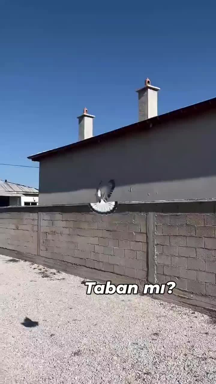 کبوتر ترکیه وارداتی بازی دار|پرنده|شهرکرد, |دیوار