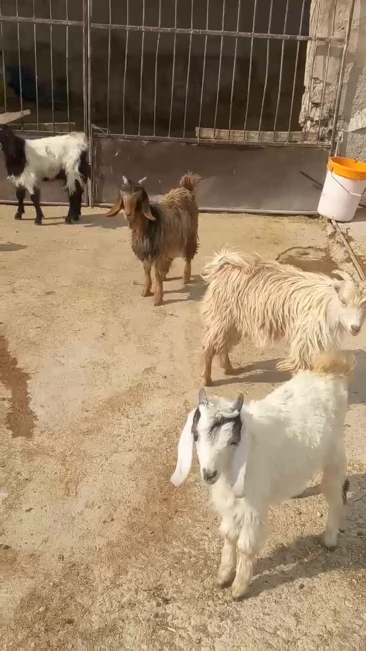 ۱۰ تا کهره نر و ماده|حیوانات مزرعه|کازرون, |دیوار