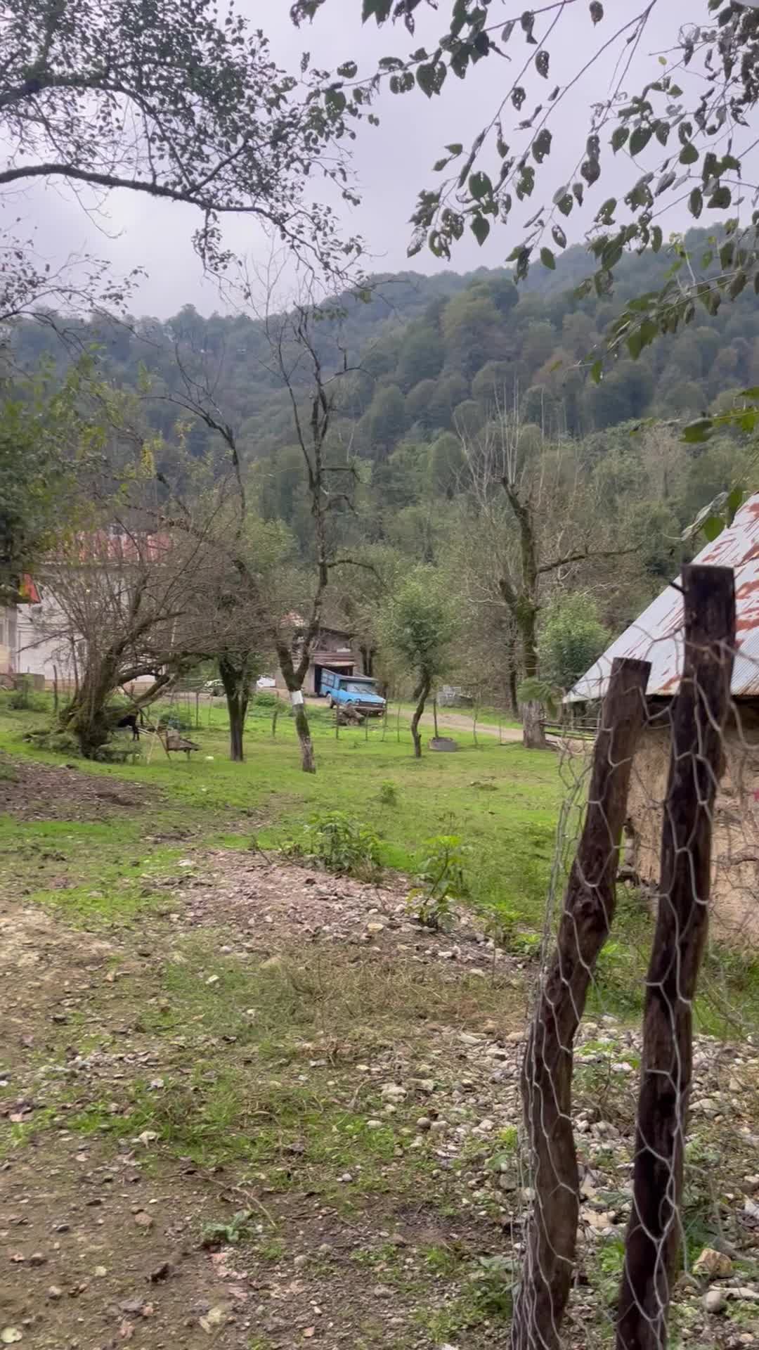 خانه ویلای در دل جنگل جاده ماسوله ،اجاره سالانه|اجارهٔ خانه و ویلا|ماکلوان, |دیوار