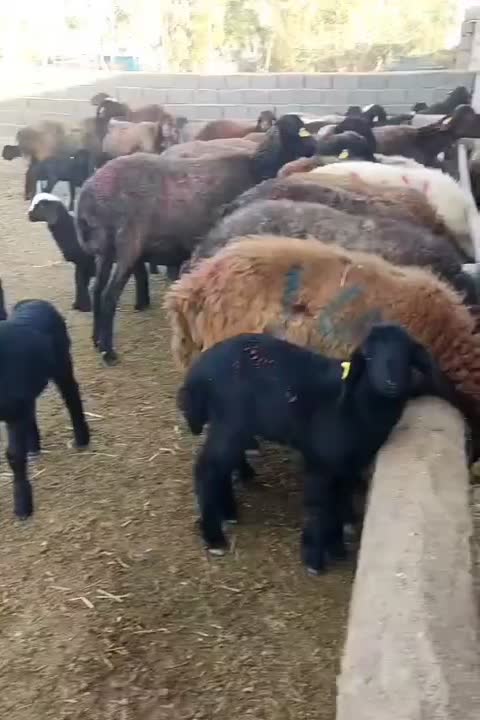 ۷جفت میش و بره زیر قیمت|حیوانات مزرعه|جوادآباد, |دیوار