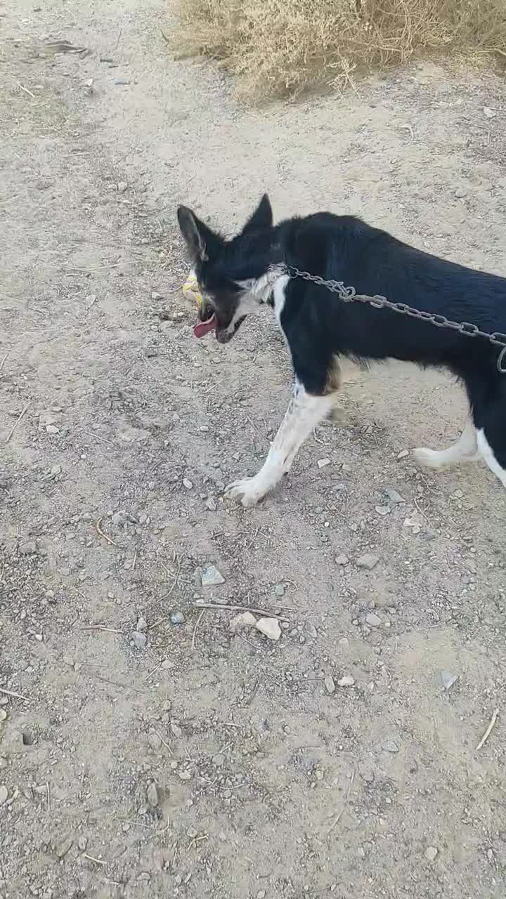 سگ نگهبان 2 تومن|سگ|فاریاب, |دیوار