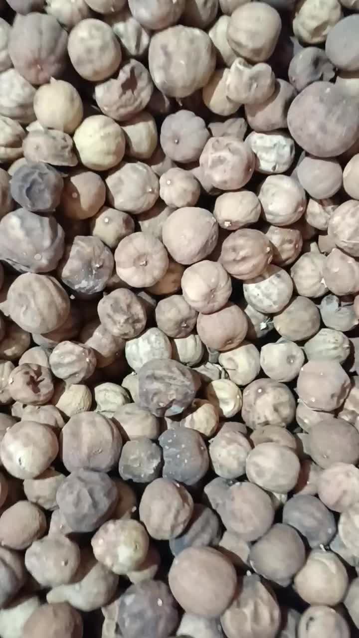 لیمو عمانی توصیه شده|عمدهفروشی|منوجان, |دیوار