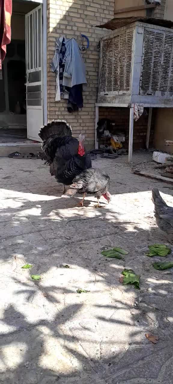 بوقلمون برنز نروماده اصل محلی جهرم|حیوانات مزرعه|جهرم, |دیوار