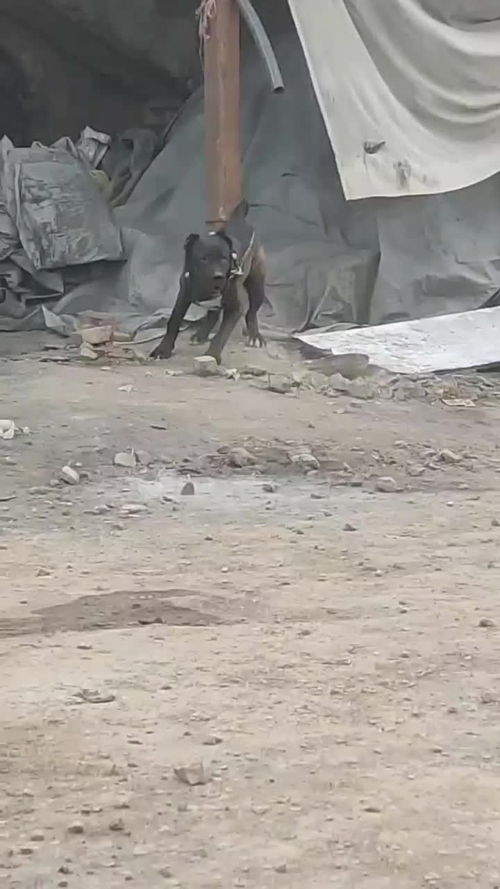 سگ افغان نر|سگ|قم, یزدان‌شهر|دیوار