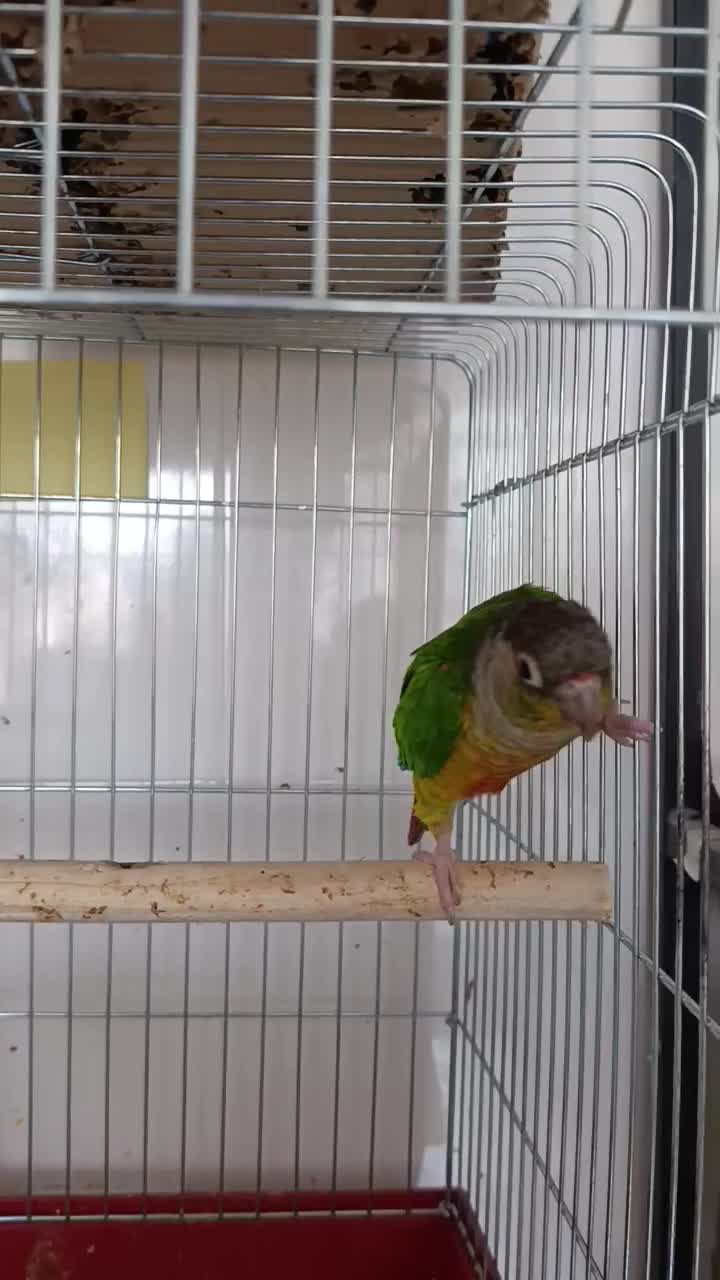 گرینچیک فوق رام و سخنگو و گرینچیک سرلاکی|پرنده|خورموج, |دیوار