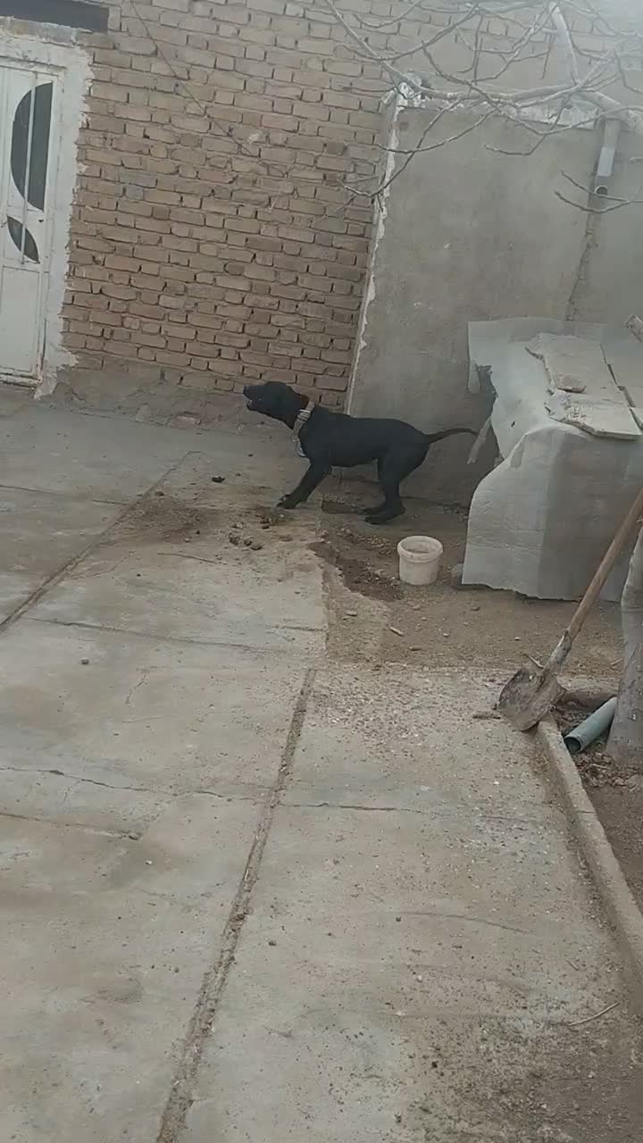 سگ پیت بول|سگ|سامن, |دیوار