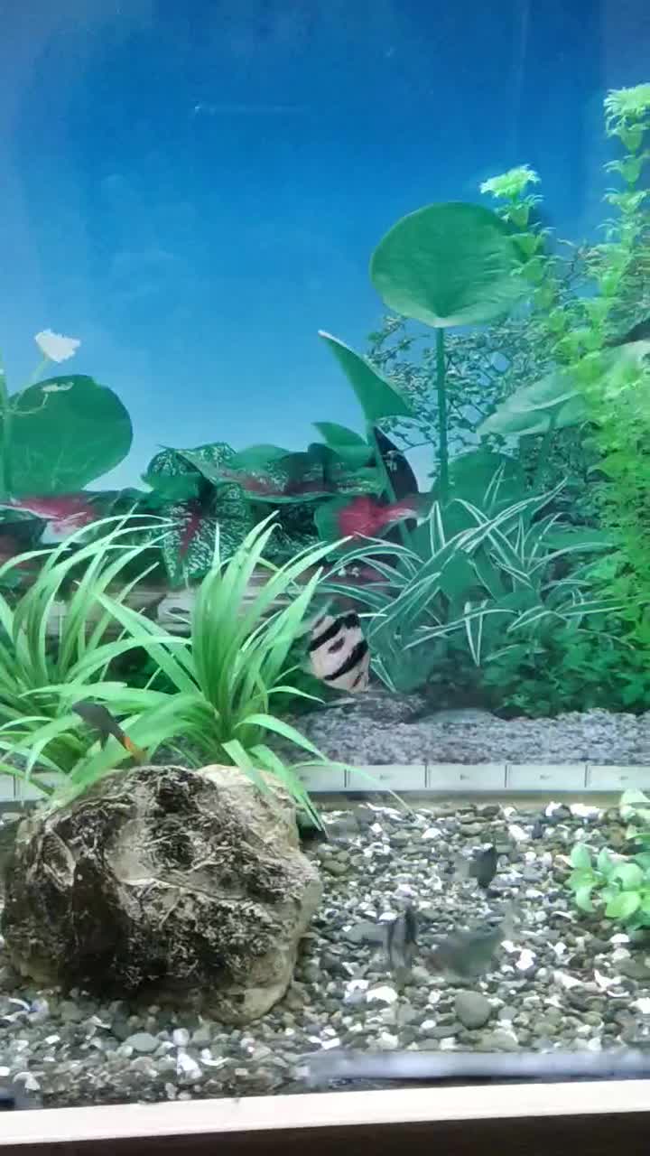 ماهی تایگربارب،گرین بارب،شارک دم قرمز،لوچ پاکستانی|ماهی|شیراز, شهرک نیروی انتظامی|دیوار