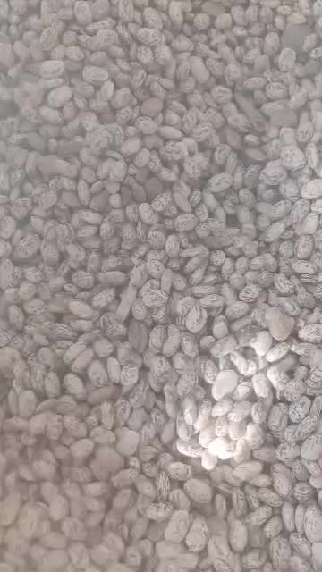 لوبیا چیتی ارگانیک|خوردنی و آشامیدنی|اهواز, کوی مهدیس|دیوار