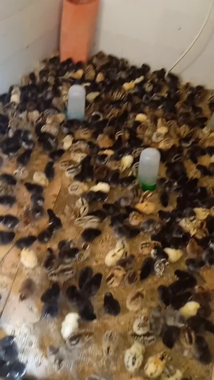 جوجه محلی فروش فوری|حیوانات مزرعه|امیدیه, |دیوار