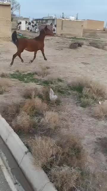 اسب|اسب و تجهیزات اسب‌سواری|خرامه, |دیوار