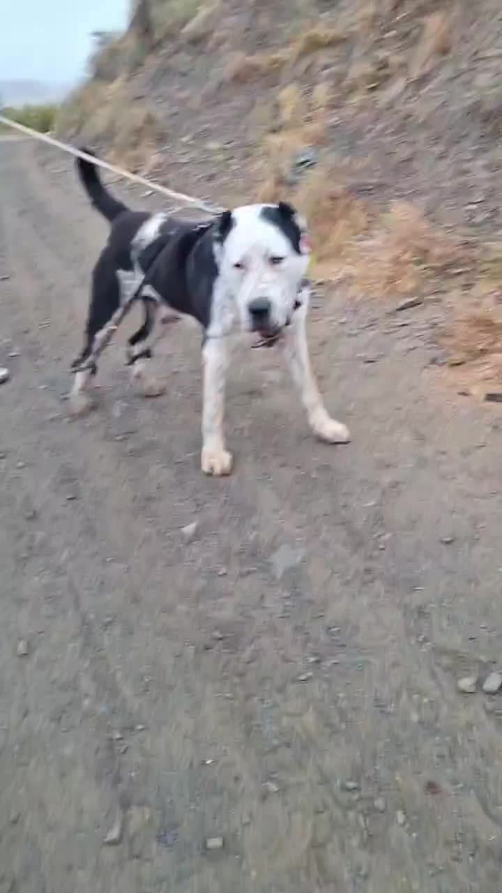 سگ الابای  برای کشش|سگ|مشهد, کوه سنگی|دیوار