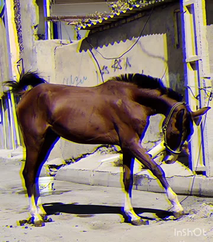 کره اسب نریون|اسب و تجهیزات اسبسواری|همدان, |دیوار