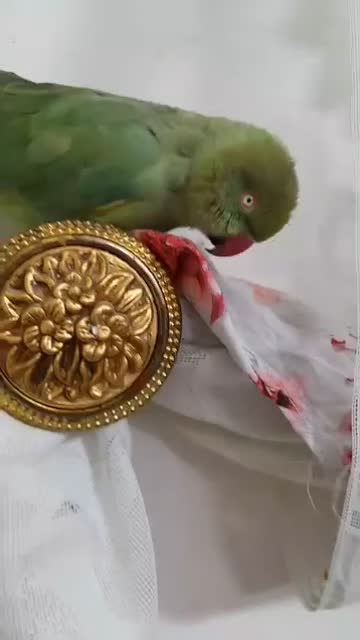 طوطی ملنگو سخنگو|پرنده|بیرجند, |دیوار