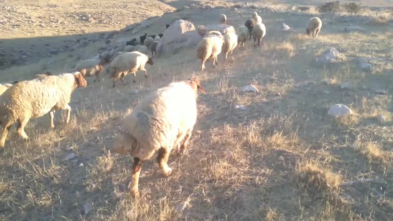 ۵۱ راس میش وبره مال داشتی و مالچه همه شیشکی|حیوانات مزرعه|کوهدشت, |دیوار