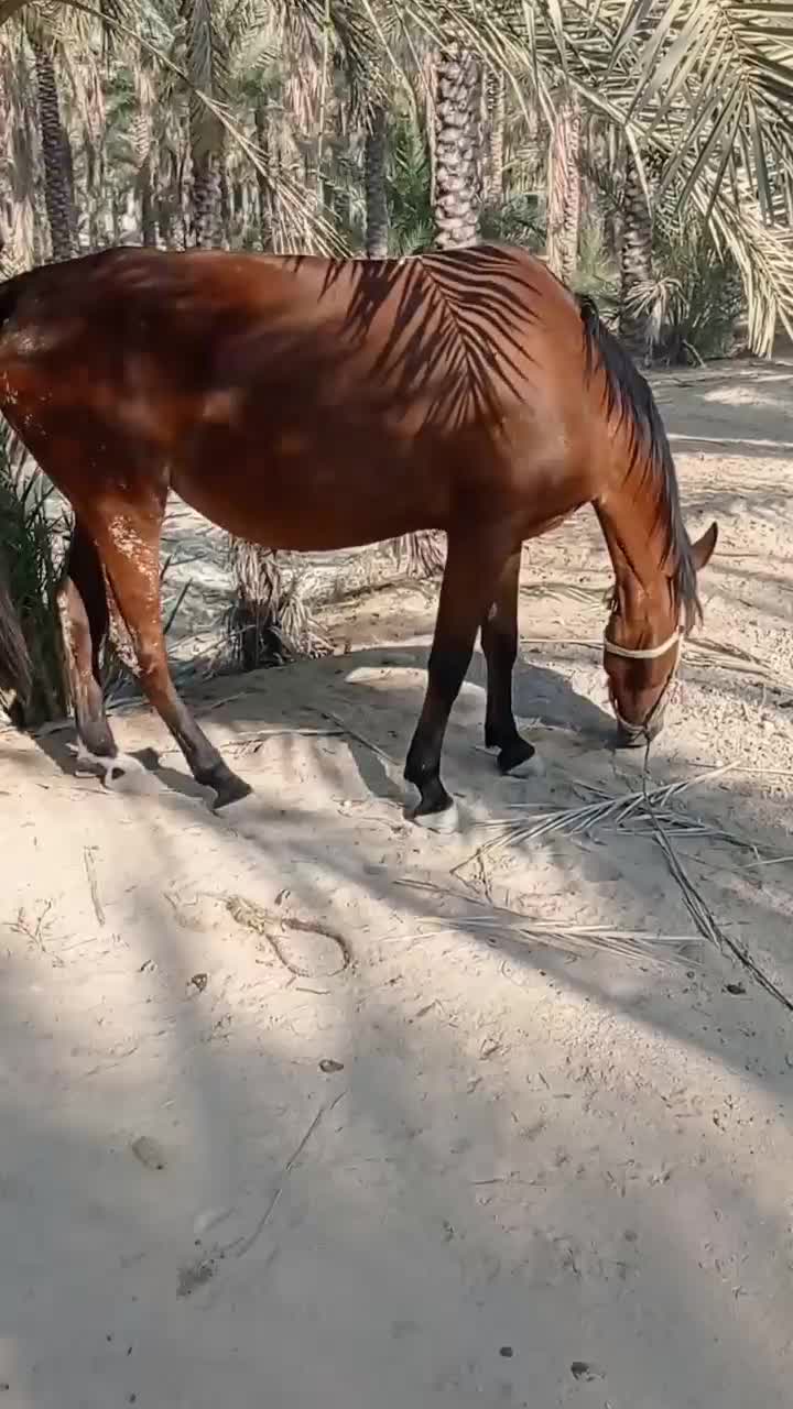 اسب|اسب و تجهیزات اسب‌سواری|بوشهر, |دیوار