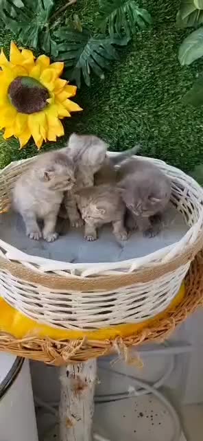 بریتیش چینچیلای سیلور|گربه|قم, باسکول|دیوار