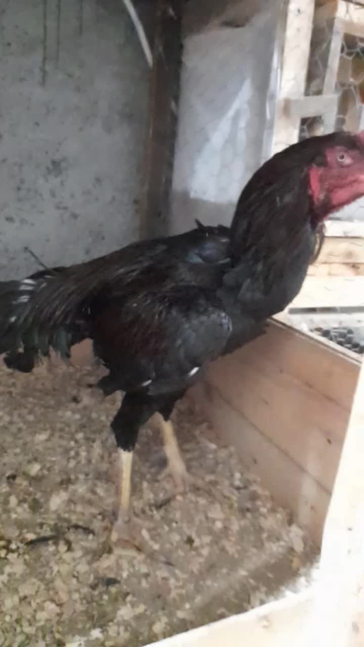 نداشتن جا برای رسیدگی لازم و نداشتن وقت کافی|حیوانات مزرعه|رودسر, |دیوار