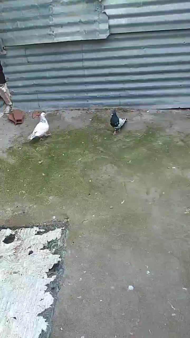 کبوتر|پرنده|گنبد کاووس, |دیوار