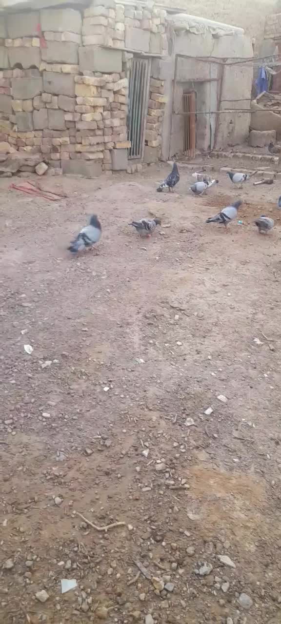 کبوترگمشده|حیوانات|زابل, |دیوار