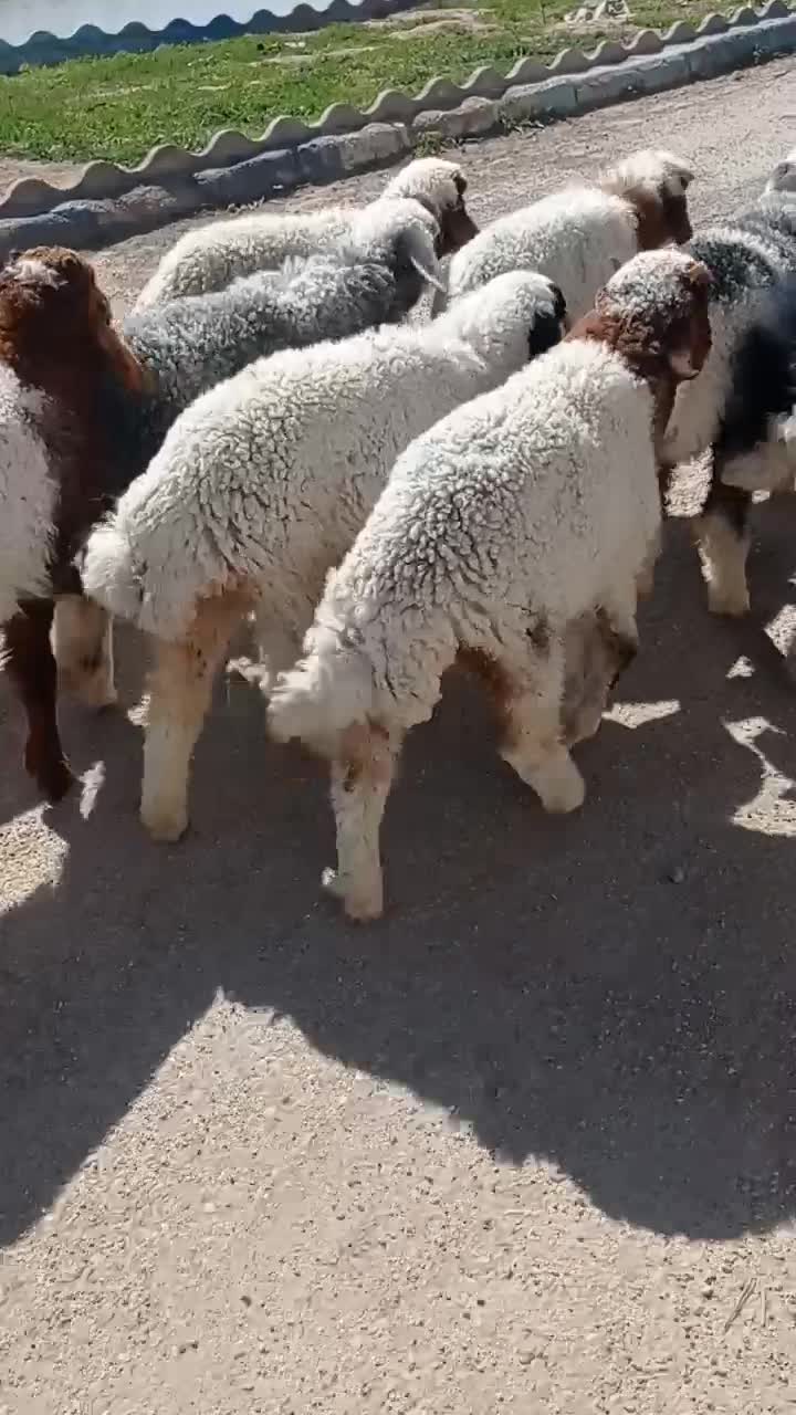 بره|حیوانات مزرعه|اهواز, منازل کارون|دیوار