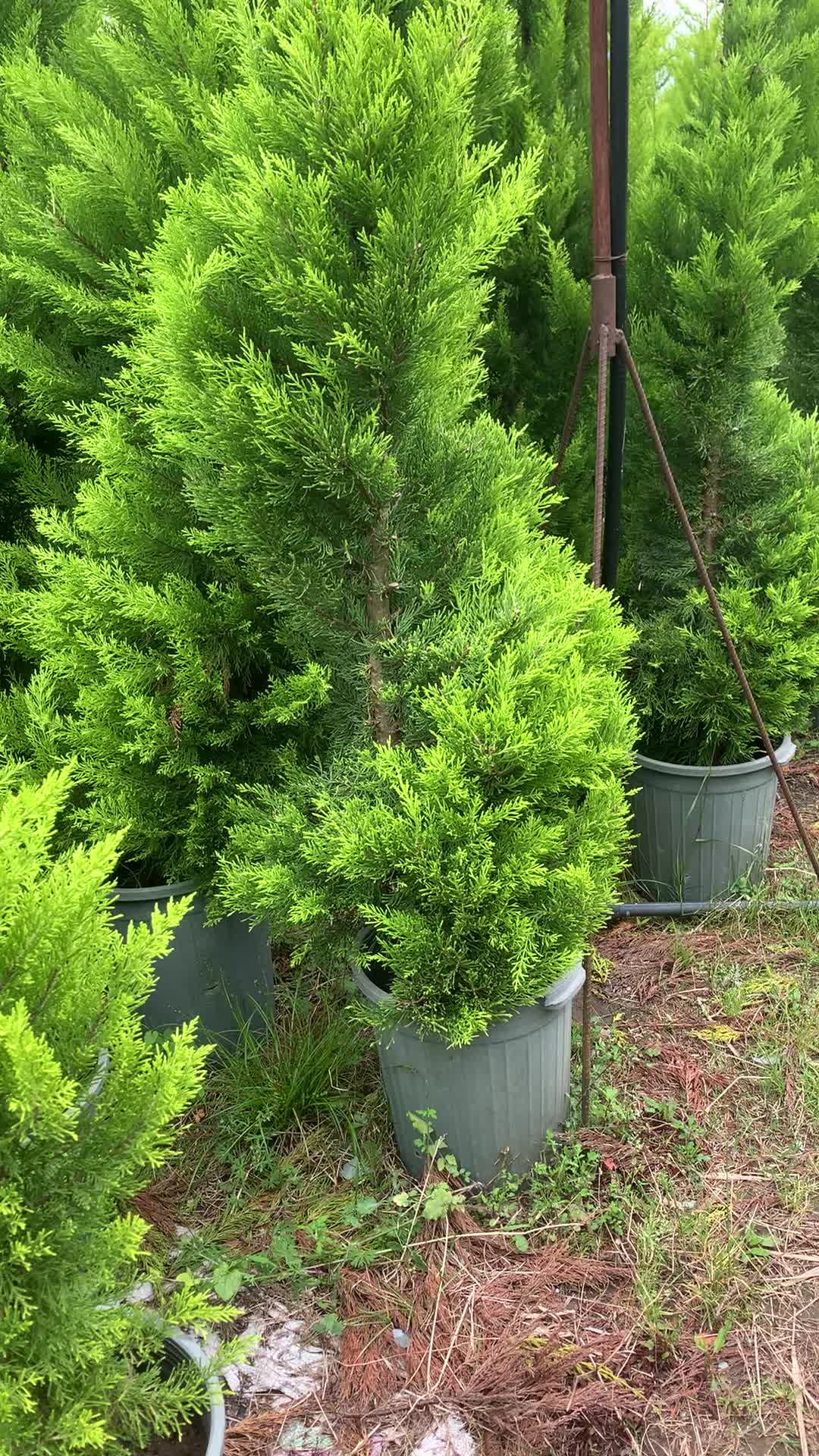 کاج لاوسون ممتاز، مقاوم زیبا، ویژه طراحی های خاص|گل و گیاه طبیعی|تهران, قیطریه|دیوار