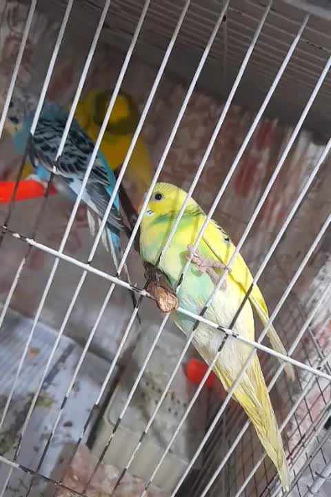 مرغ عشق|پرنده|مشهد, امیریه|دیوار