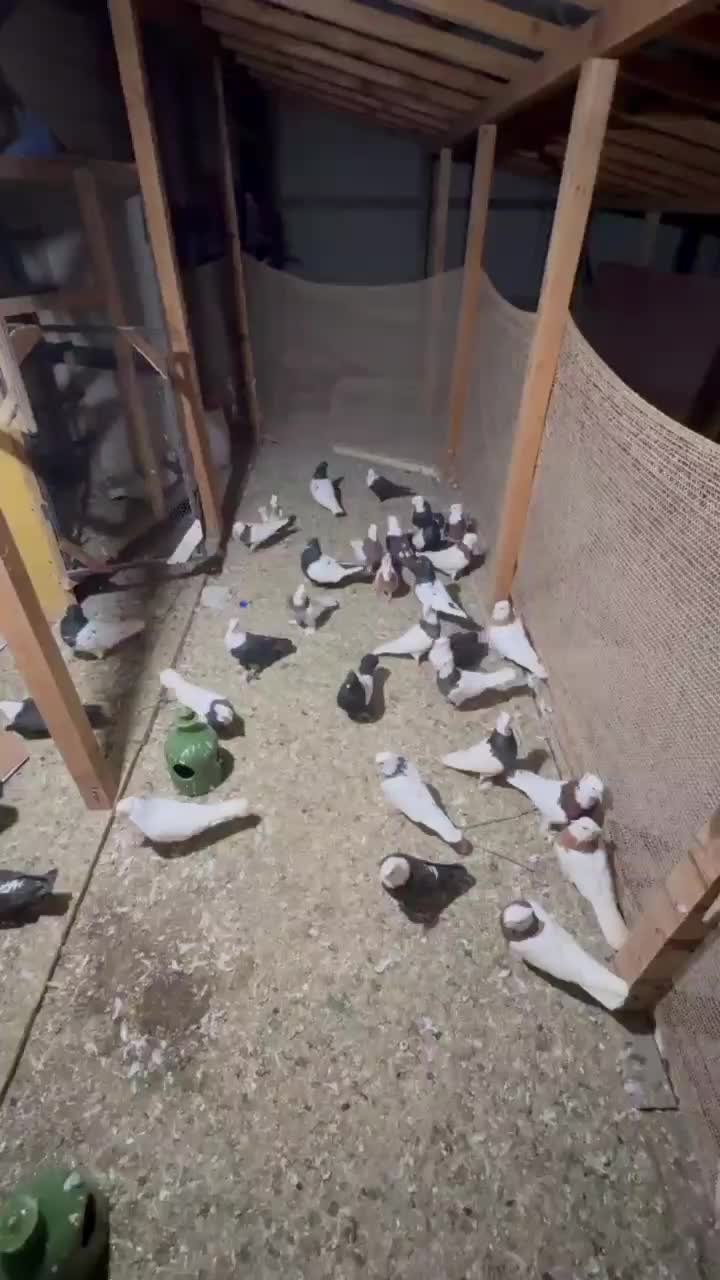 طوقی اصل کرمانشاهی|پرنده|رشت, چمارسرا|دیوار