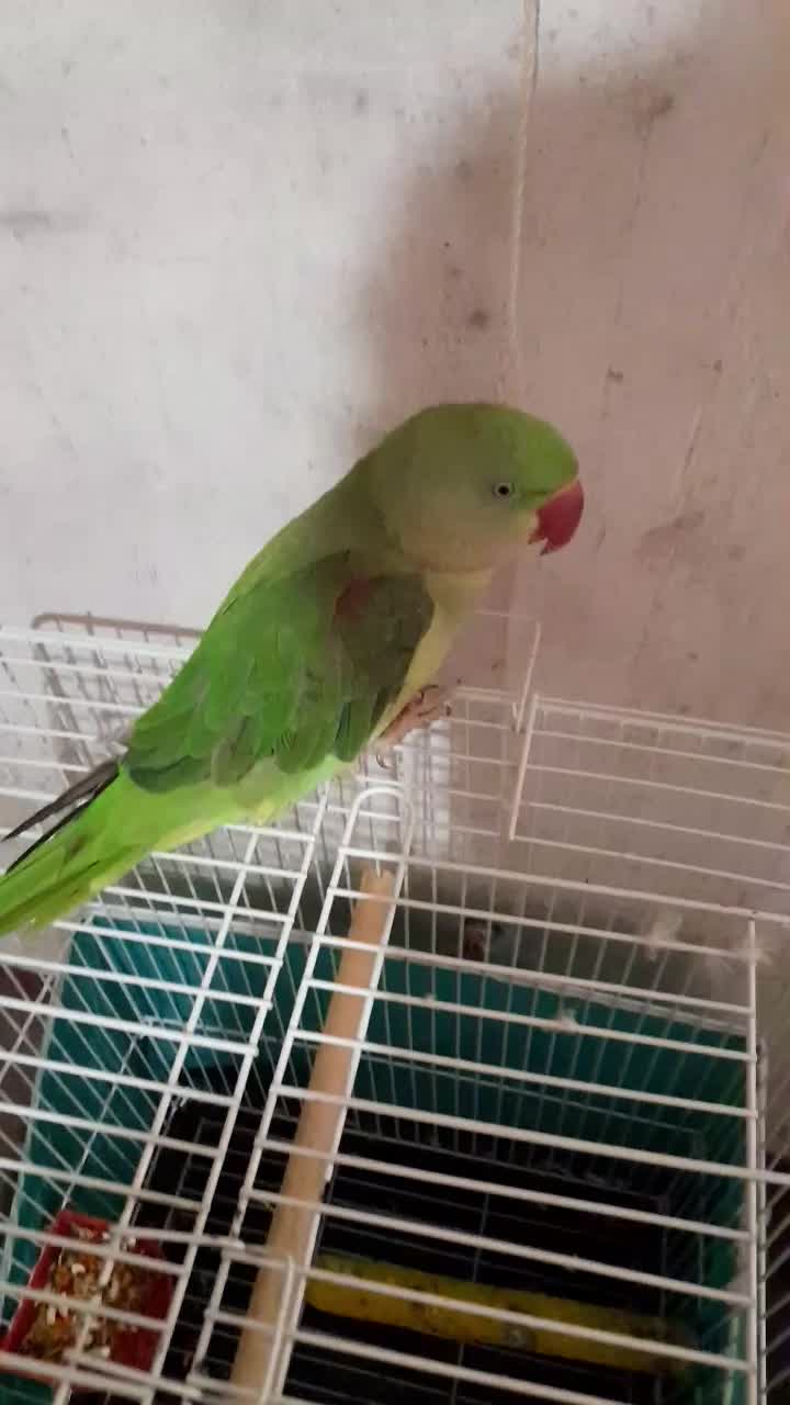 شاه طوطی رام|پرنده|اطاقور, |دیوار