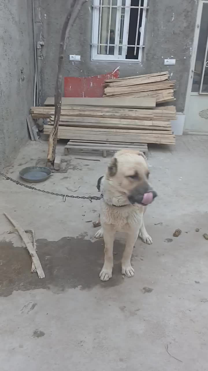 سگ نگهبان سرابی|سگ|چهاردانگه (تهران), |دیوار