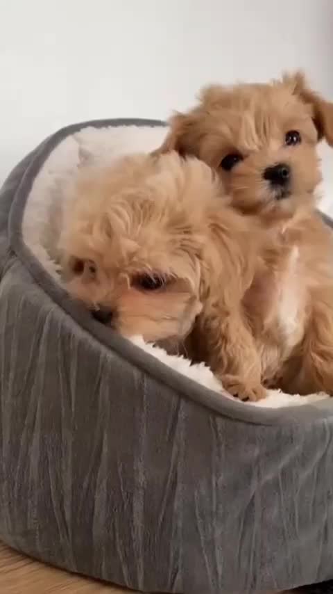 توله سگ اپارتمانی پودل ،مالتیز|سگ|تهران, جنت‌آباد جنوبی|دیوار